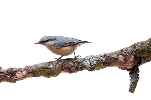 istock European nuthatch Sitta europaea on white background 926498760