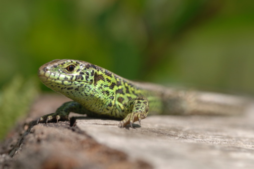 Ocellated lizard, Timon lepidus in the archipelago of the Cies Islands, Galicia, Spain in Europe