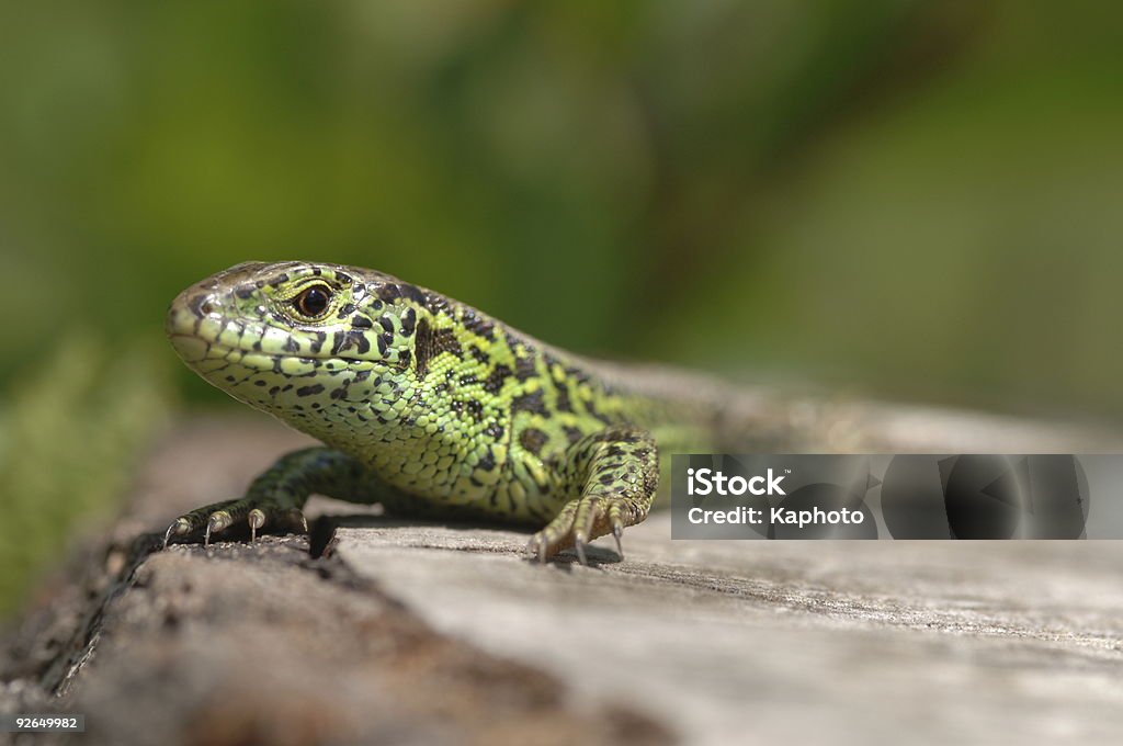 Sand lizard  Lizard Stock Photo