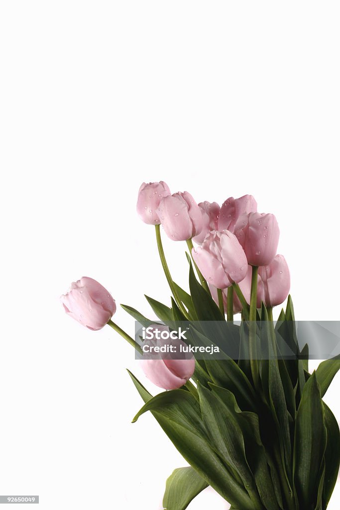 Tulipa - Royalty-free Acima Foto de stock