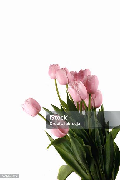 Tulipa - Fotografias de stock e mais imagens de Acima - Acima, Amarelo, Cor preta