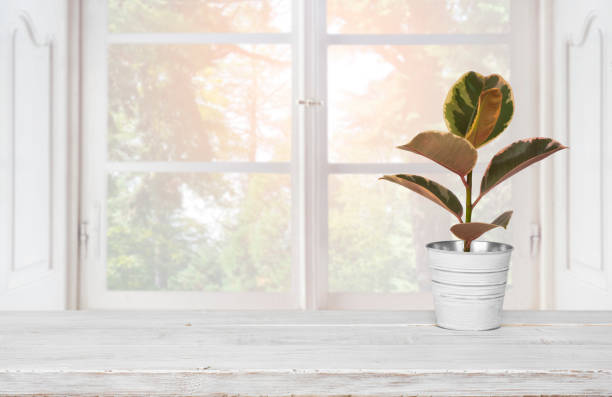 Free Stock Photo of Potted Plant in Front of Window | Download Free ...