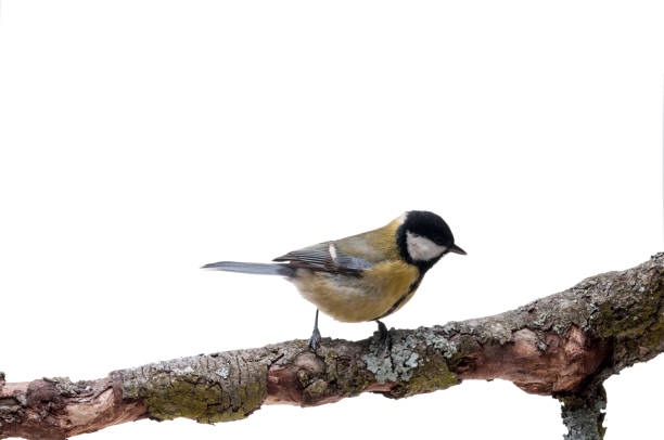 istock Great Tit in front of white background 926502062