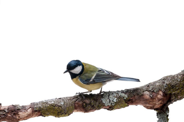 istock Great Tit in front of white background 926502250