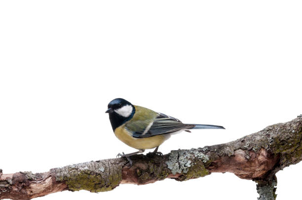 istock Great Tit in front of white background 926502366
