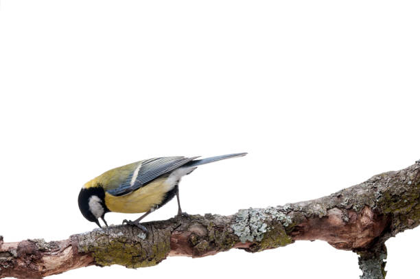 istock Great Tit in front of white background 926502448
