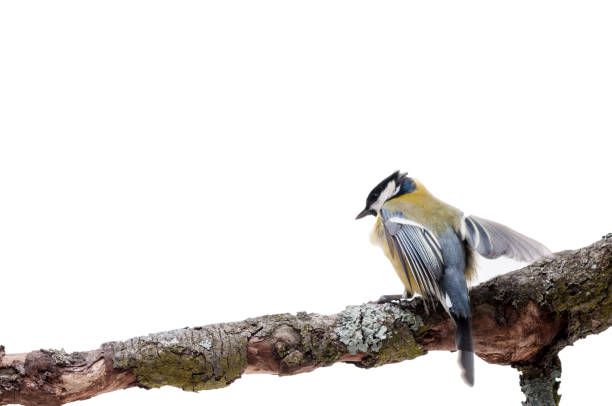 istock Great Tit in front of white background 926502460