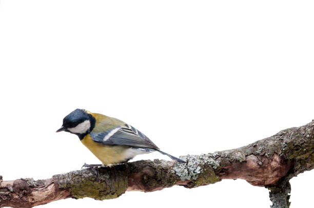 istock Great Tit in front of white background 926502472