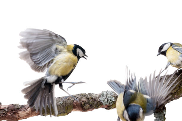 istock Great Tit in front of white background 926502992