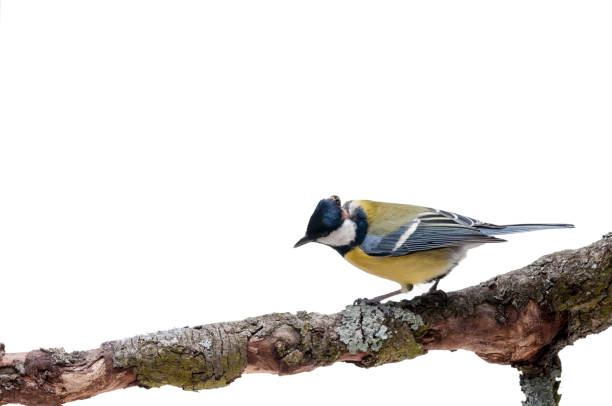 istock Great Tit in front of white background 926503046