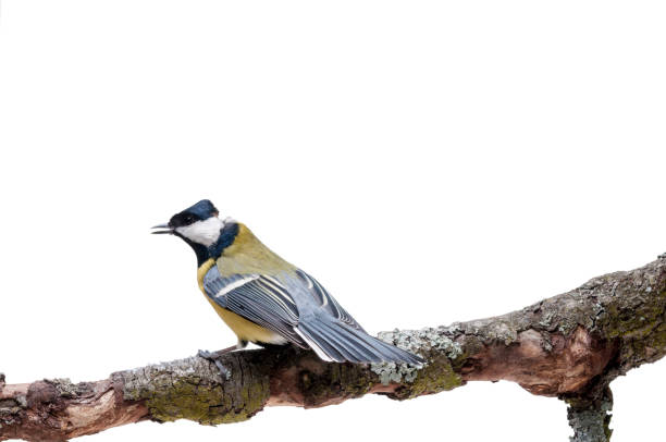 istock Great Tit in front of white background 926503110