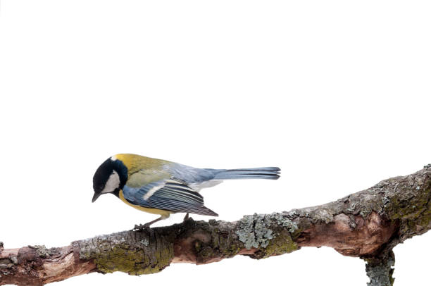 istock Great Tit in front of white background 926503124