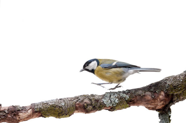 istock Great Tit in front of white background 926503140