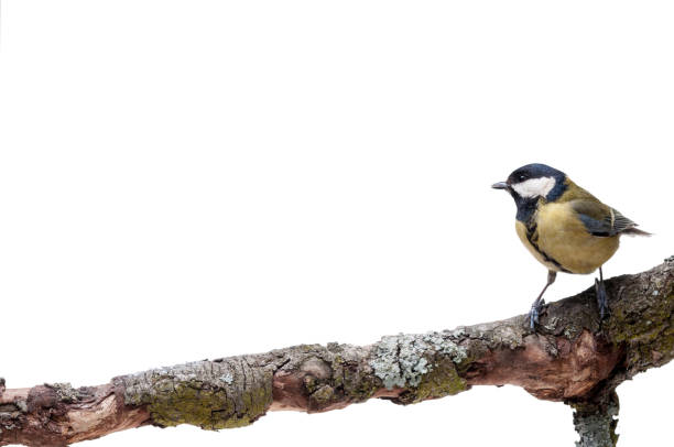 istock Great Tit in front of white background 926503210