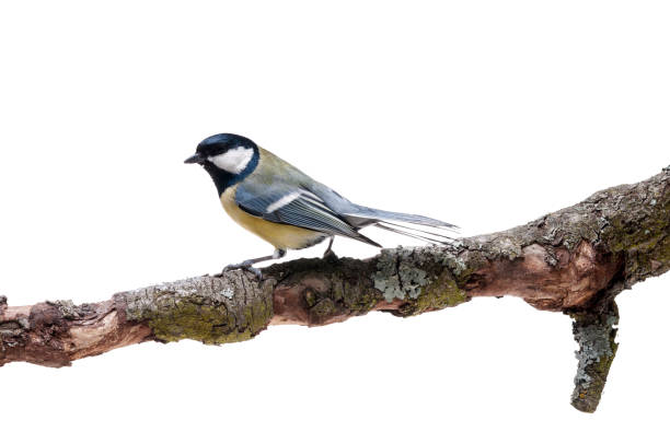 istock Great Tit in front of white background 926504730