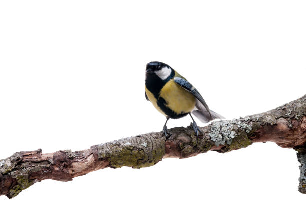 istock Great Tit in front of white background 926505418