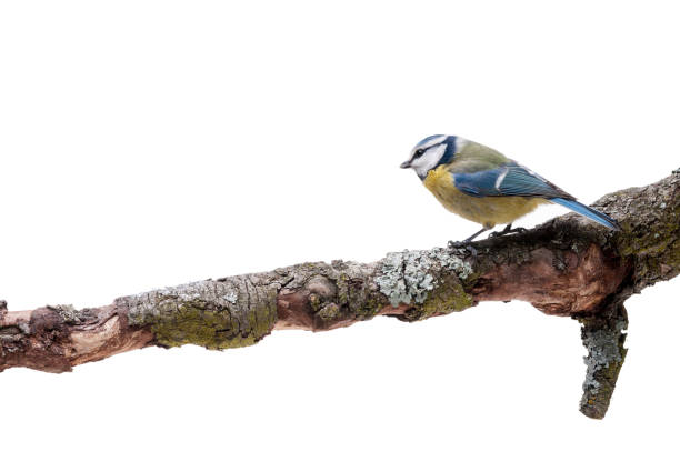 istock Blue Tit perched on a branch isolated on white 926505676
