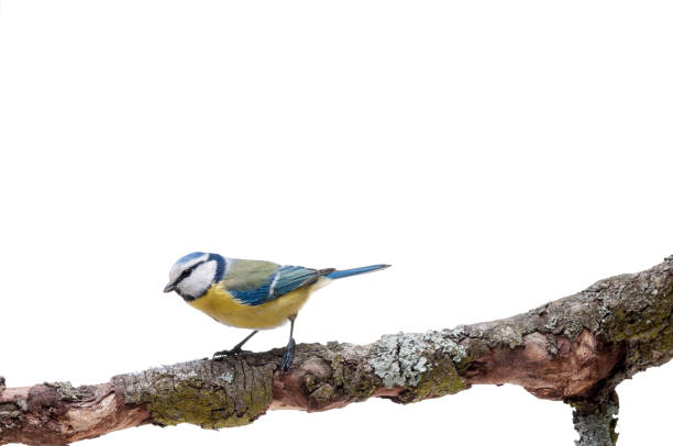 istock Blue Tit perched on a branch isolated on white 926505702