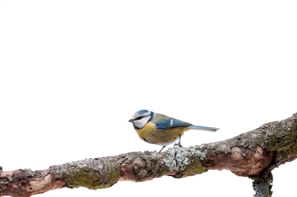 istock Blue Tit perched on a branch isolated on white 926505840