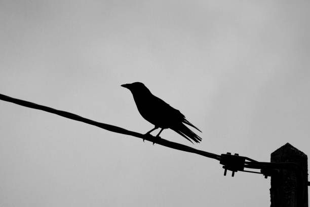 istock Silhouette of crow on telephone wire against sky 926506206