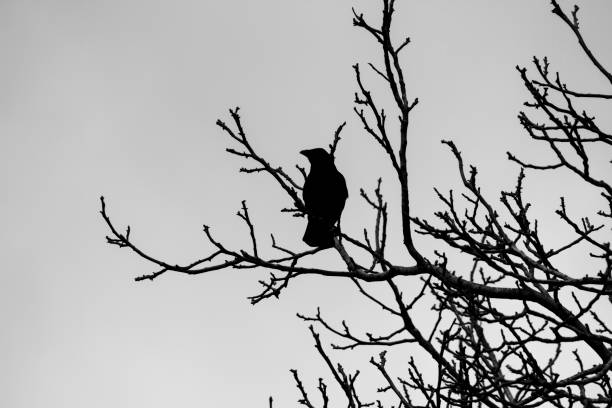 istock Silhouette of crow in bare winter tree 926506234