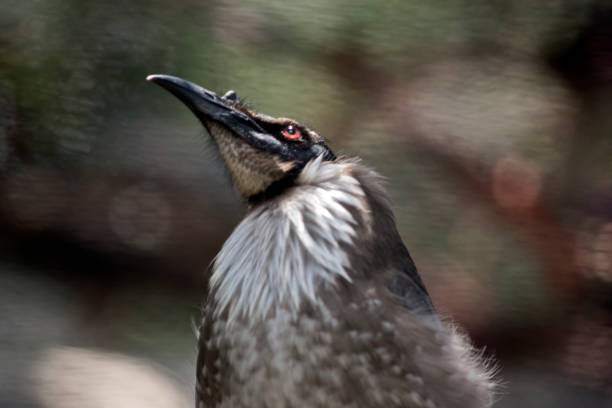this is  a close up of a noisy friar bird