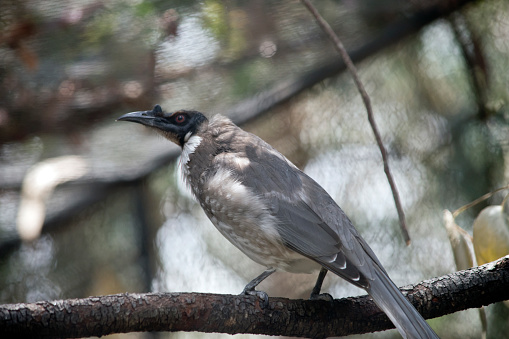 this is a side view of a noisy friar bird