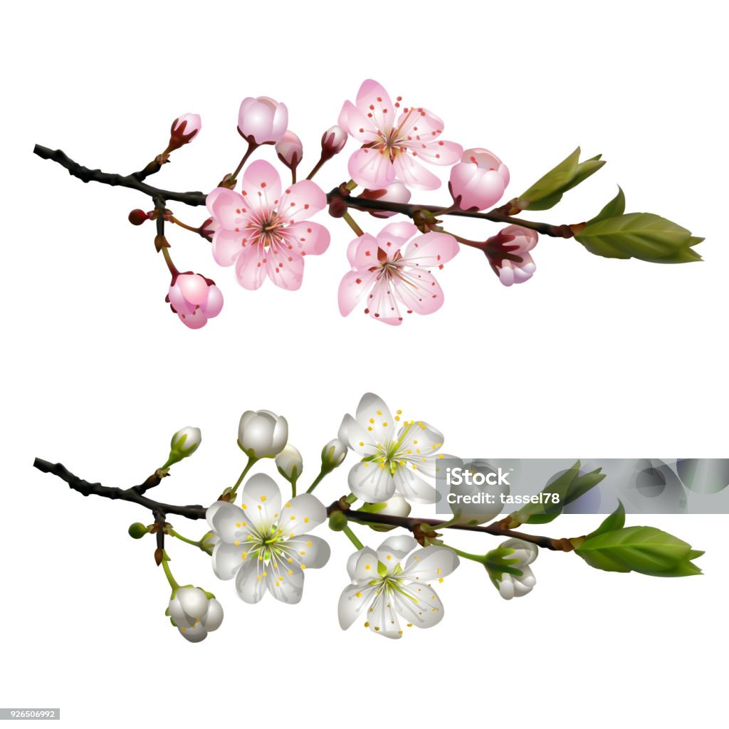 Set of Blossoming cherry branches Blossoming cherry branch with white flowers and Sakura branch with pink flowers . Realistic vector illustration Cherry Tree stock vector