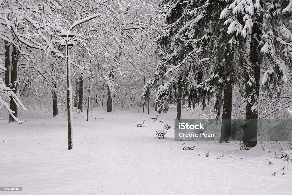 Snow-covered forest  Backgrounds Stock Photo