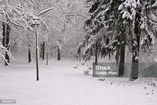 Snowcovered Forest Stock Photo - Download Image Now - Backgrounds, Beauty, Bench