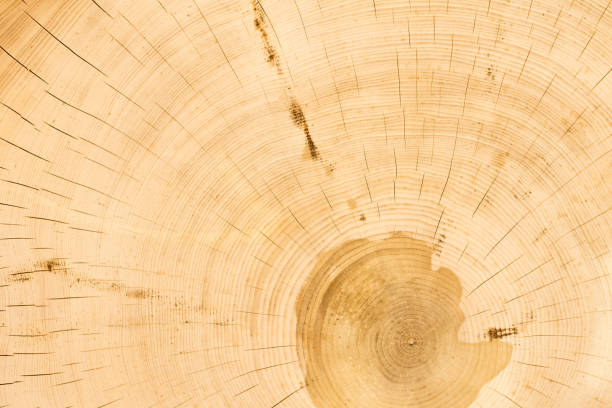 istock Cross section of cedar logs with concentric annual rings close-up 926509318