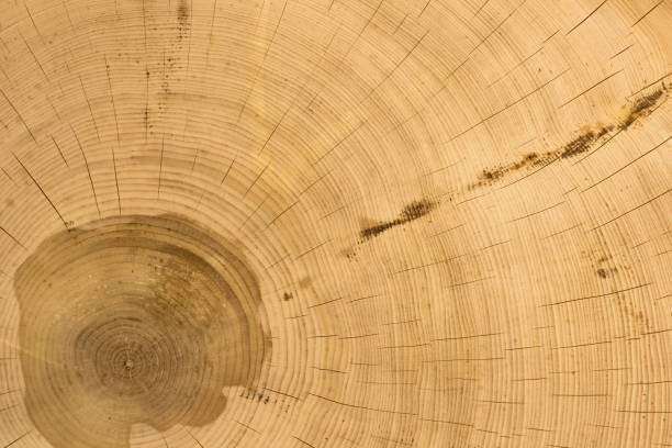 istock Cross section of cedar logs with concentric annual rings close-up 926509408