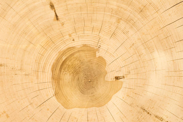 istock Cross section of cedar logs with concentric annual rings close-up 926509464
