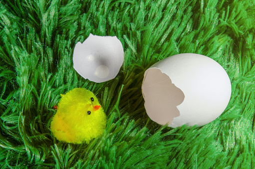 Little toy chicken in the eggshell on a green background like a grass