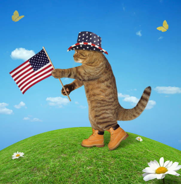 istock Cat with an american flag 2 926510144