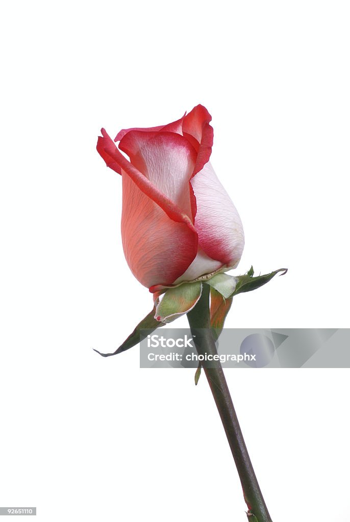 Isolado Blush Rosé - Foto de stock de Amor royalty-free