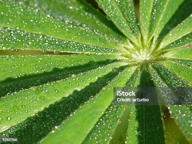 Pianta Foglia Con Rugiada Gocce - Fotografie stock e altre immagini di Acqua - Acqua, Fuoriuscire, A forma di stella