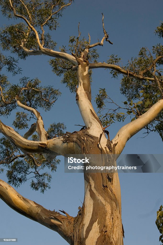 El árbol de eucalipto - Foto de stock de Aire libre libre de derechos