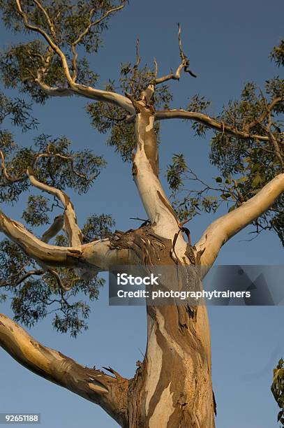 El Árbol De Eucalipto Foto de stock y más banco de imágenes de Aire libre - Aire libre, Australia, Bosque