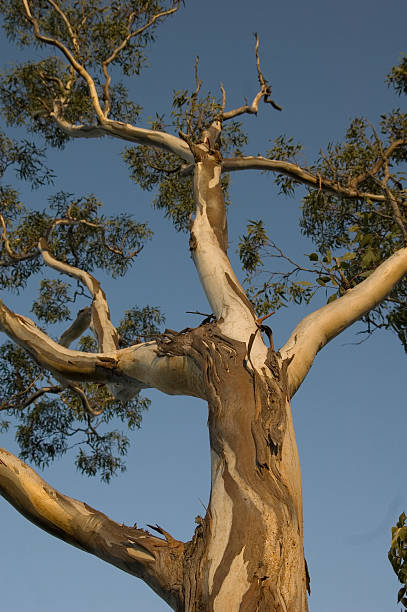 ユーカリの木 - eucalyptus tree tree australia tropical rainforest ストックフォトと画像