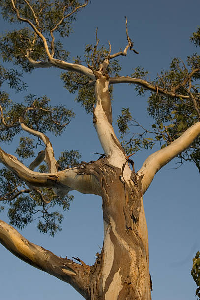 the эвкалиптовое дерево - eucalyptus tree tree australia tropical rainforest стоковые фото и изображения