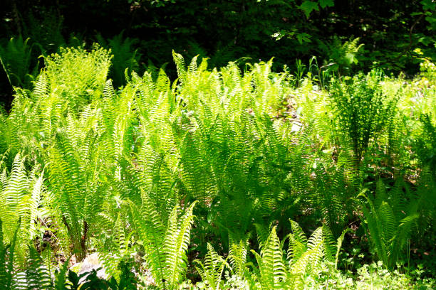 istock Fern leaves and bush in the summer forest 926514608