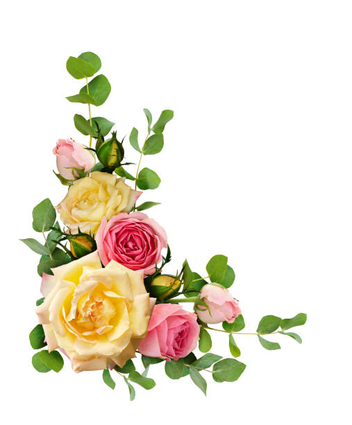 istock Rose flowers with eucalyptus leaves in a corner arrangement 926517748