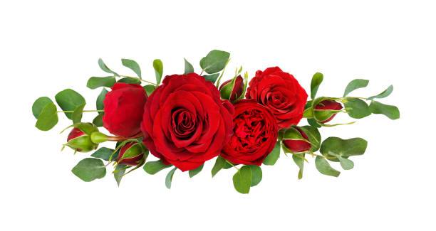 istock Red rose flowers with eucalyptus leaves in a line arrangement 926517764
