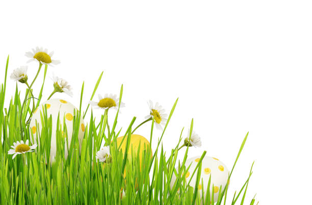 istock Green grass, daisy flowers and Easter eggs in a corner 926517950