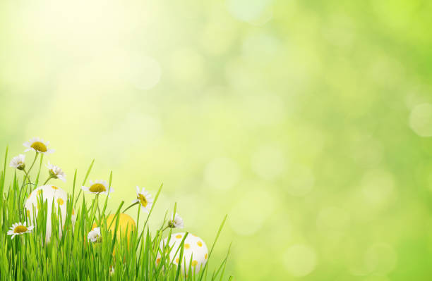 istock Green blurred background with grass, daisy flowers and Easter eggs 926517964