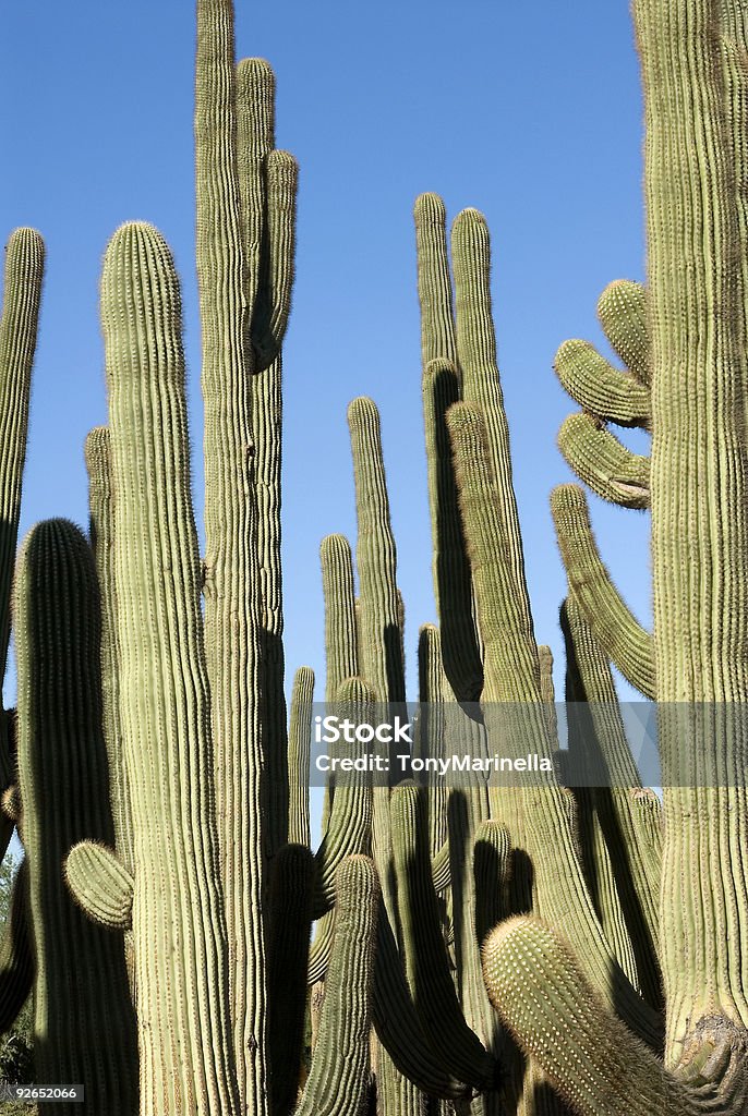 Cactus Saguaro Cluster - Foto stock royalty-free di Ago - Parte della pianta