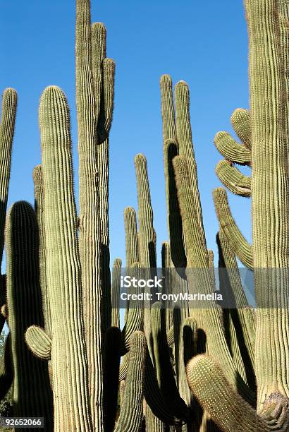 Cactus Saguaro Cluster - Fotografie stock e altre immagini di Ago - Parte della pianta - Ago - Parte della pianta, Ambientazione esterna, Arizona