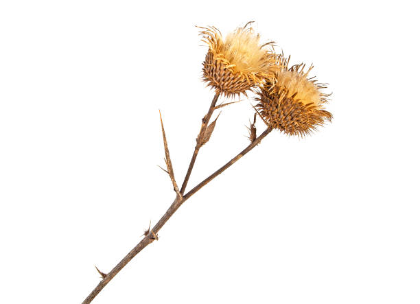 planta de cardo de leite em pó em um fundo branco. cardo escocês, cardus marianus. - saint spirit - fotografias e filmes do acervo