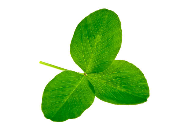 istock St. Patrick's Day symbol. Green clover leaf isolated on white background. 926521366